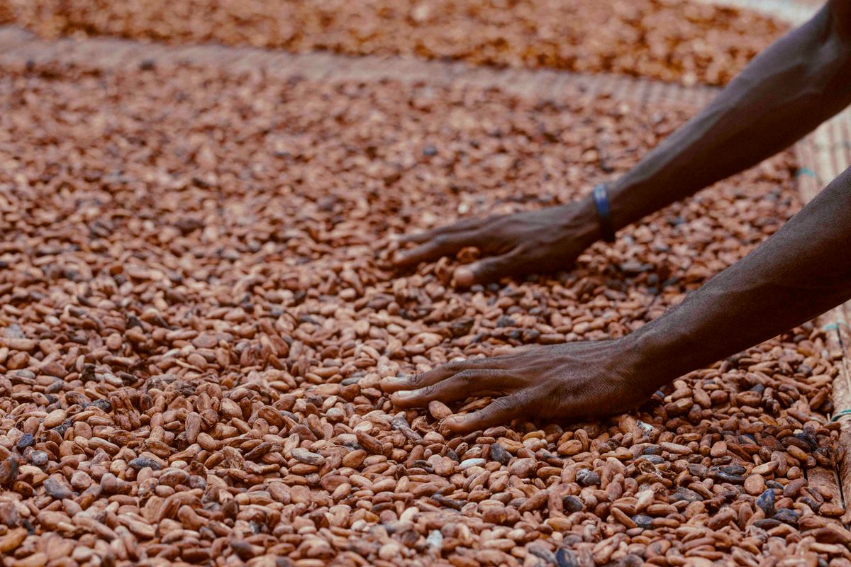 Plantation de cacao au Cameroun