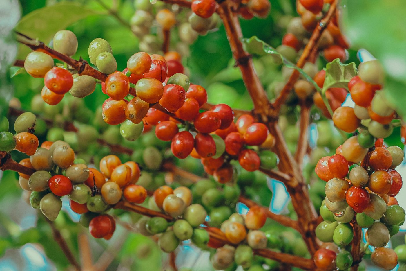 Café Arabica