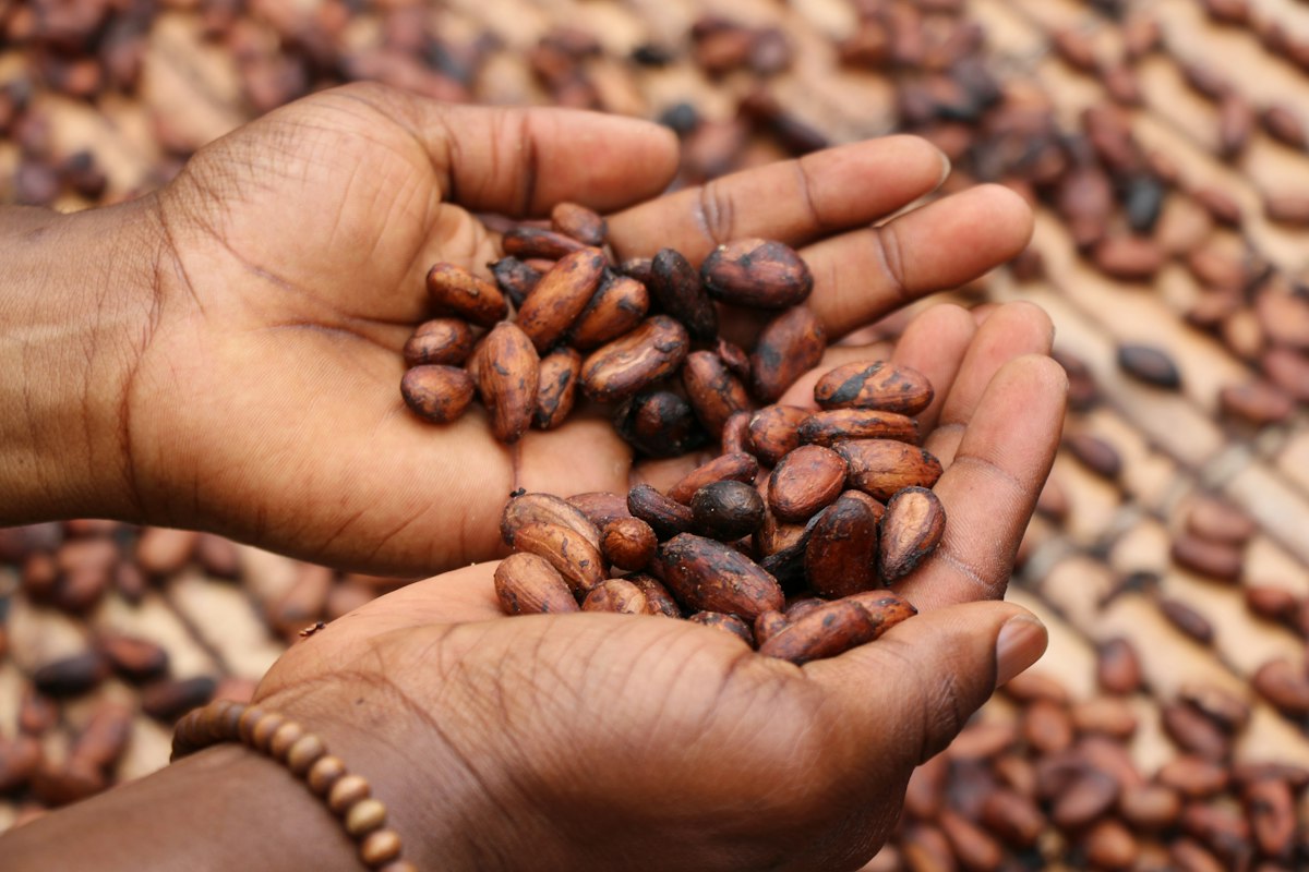 Cabosses de cacao