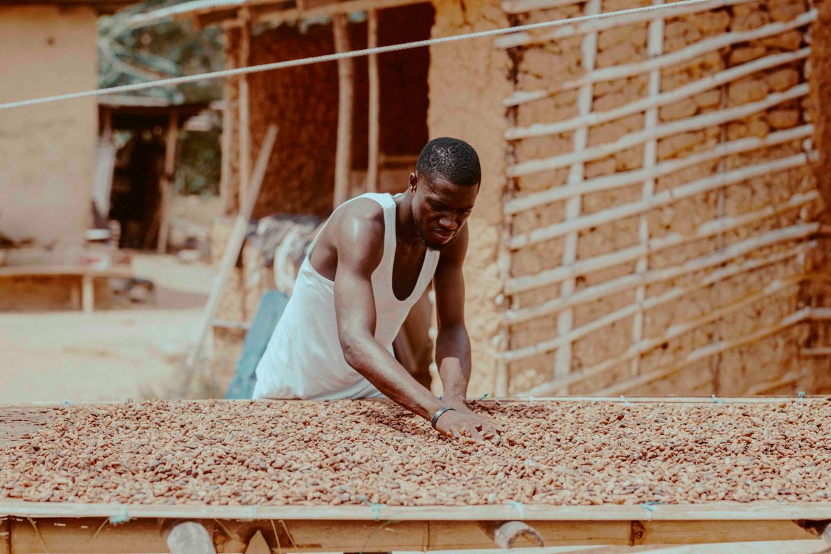 Cabosses de cacao récoltées